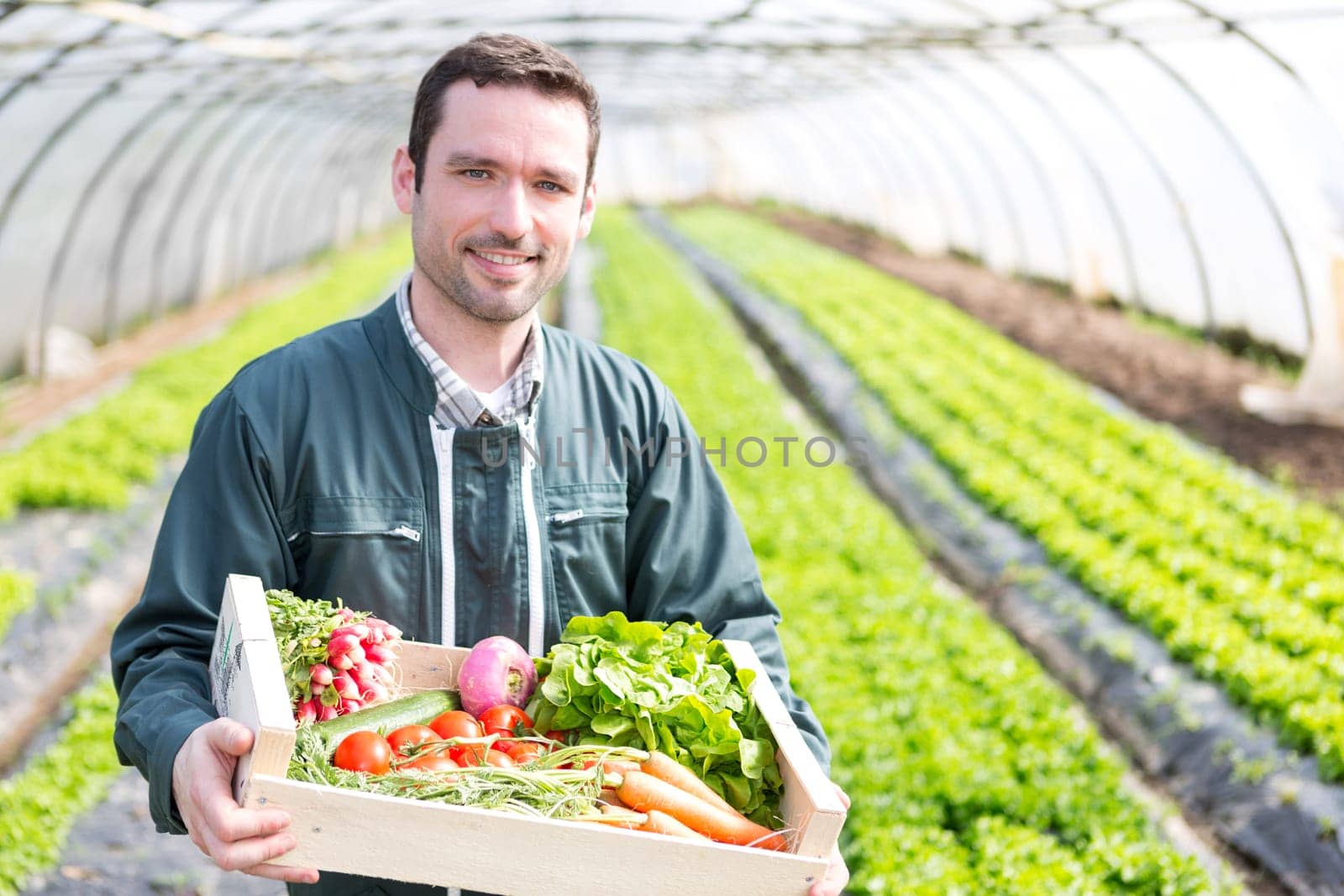 View of a Young attractive woman harvesting vegetable in a greenhouse