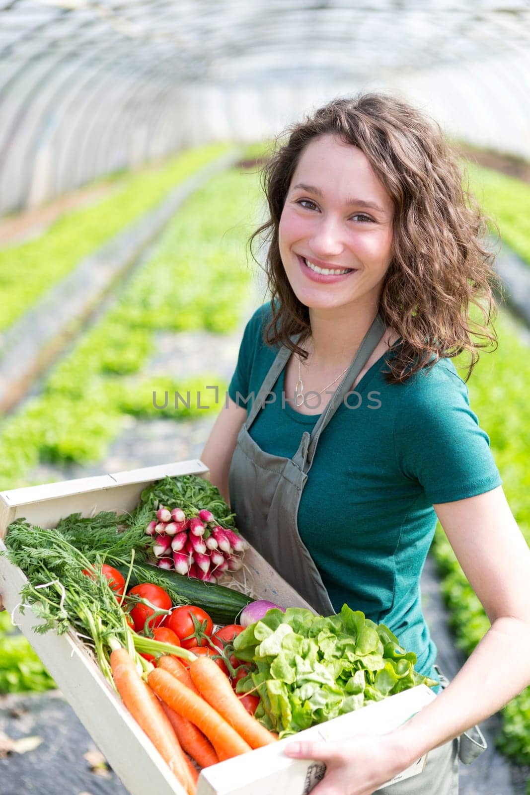 View of an Young attractive woman harvesting vegetable in a greenhouse