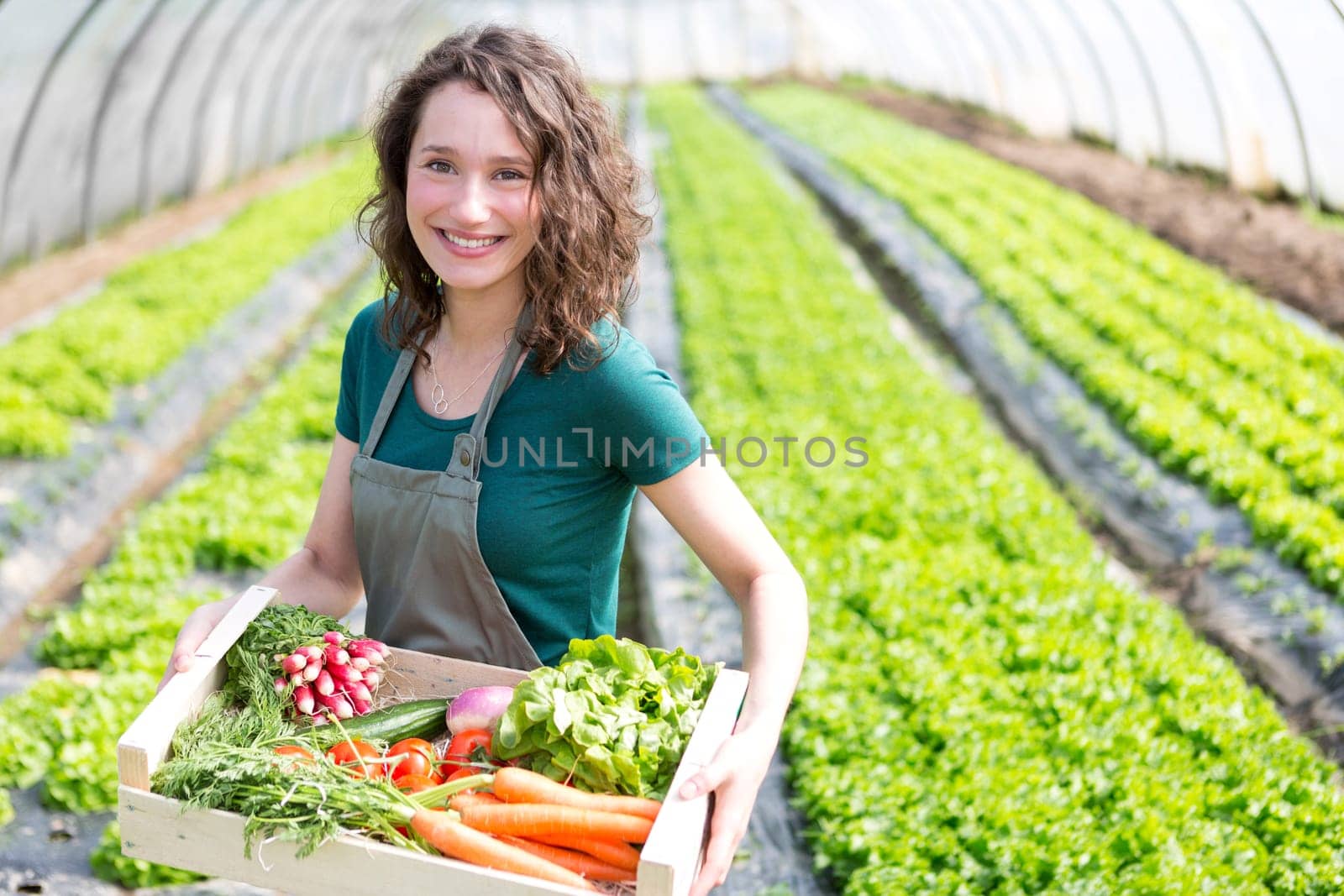 View of an Young attractive woman harvesting vegetable in a greenhouse