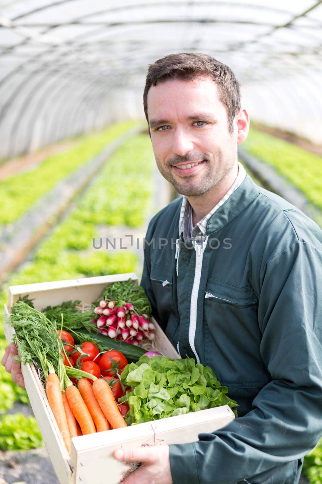 View of a Young attractive woman harvesting vegetable in a greenhouse