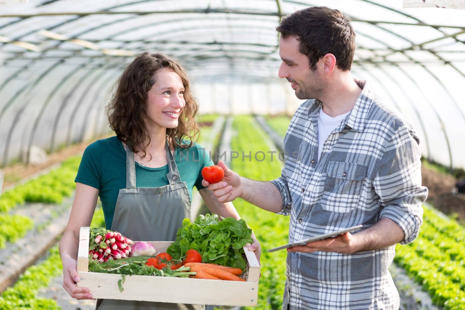 View of a Farmer teaching new employee to gardening