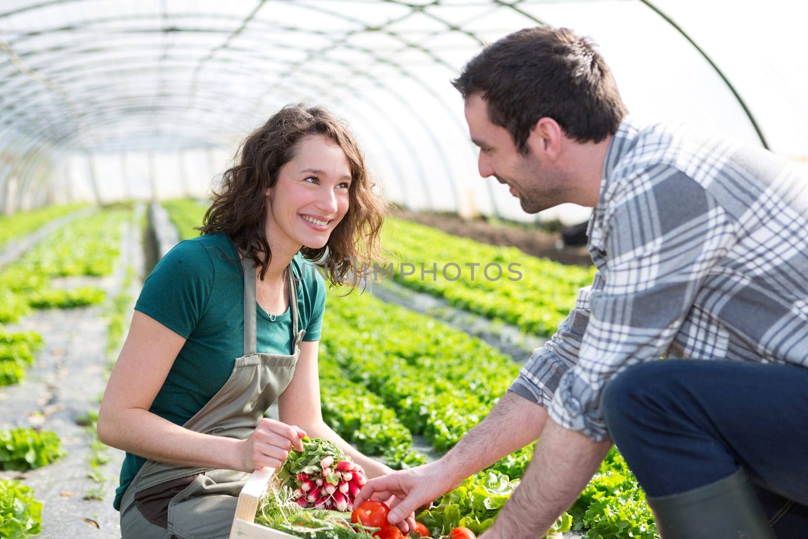 View of a Farmer teaching new employee to gardening