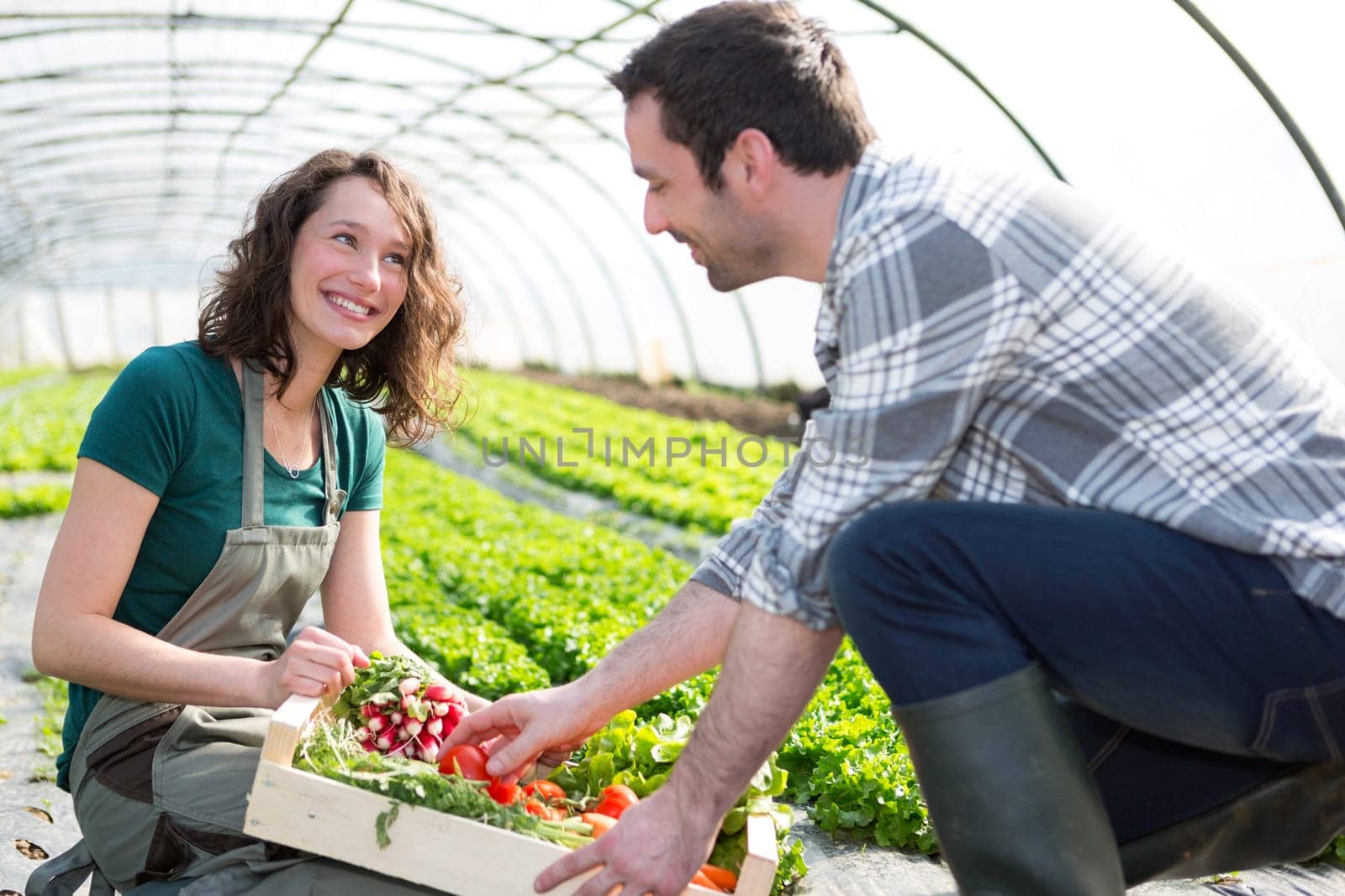View of a Farmer teaching new employee to gardening