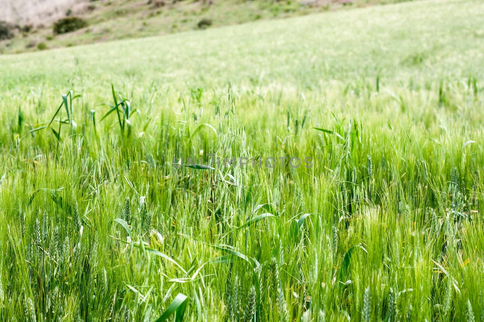 sea green wheat. In front of a field of wheat, seem like a green sea
