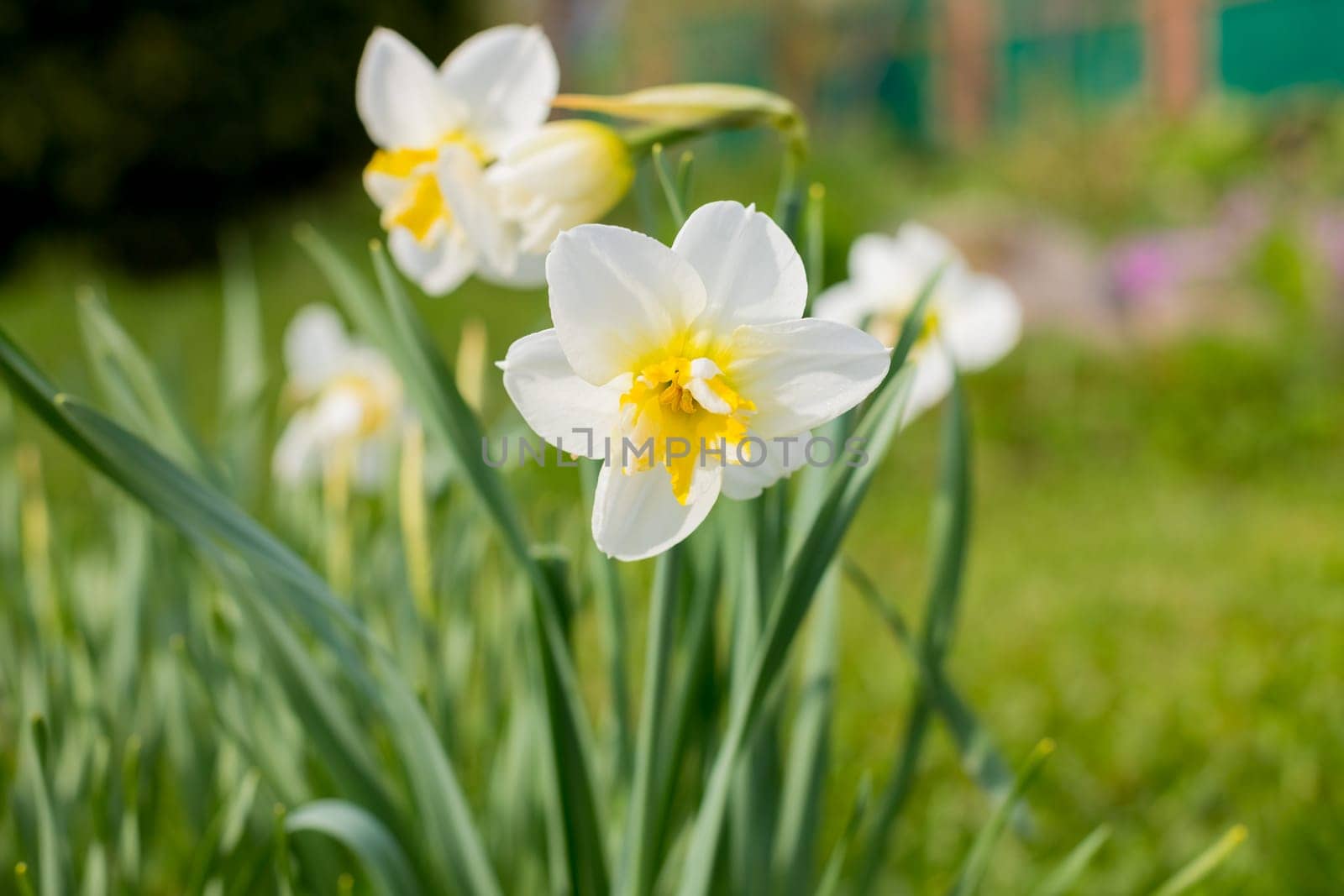 Yellow soft daffodil flower with green leaves in the park outdoor. Beautiful narcissus spring blossom under sunlight in the garden
