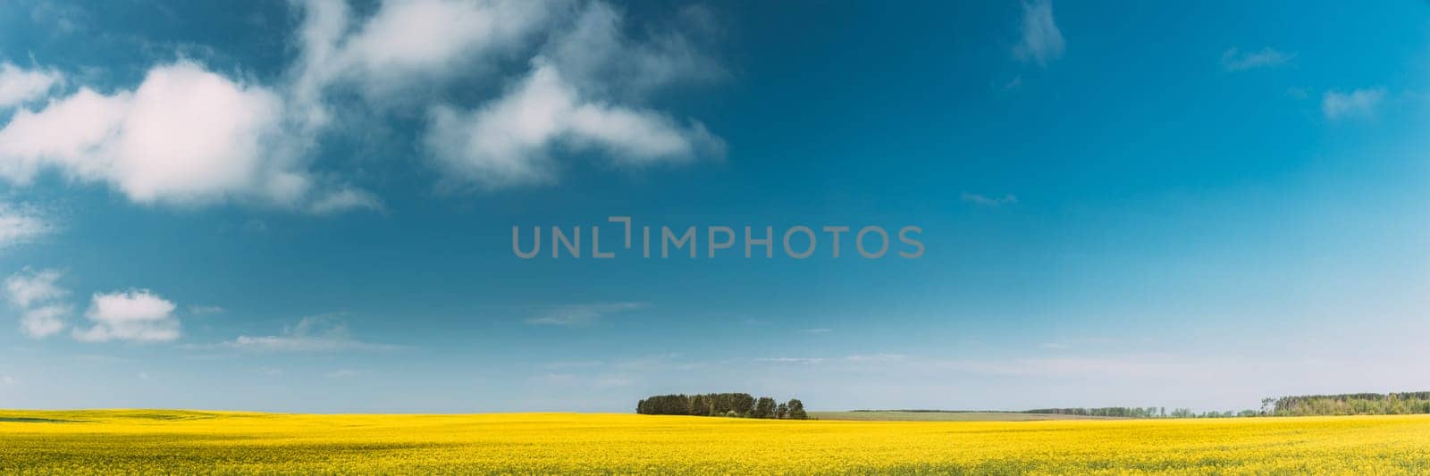 Clear SkyAbove Spring Rural Landscape. Grove In Camola Colza Rapeseed Field. Agricultural And Weather Forecast Concept. Panorama.