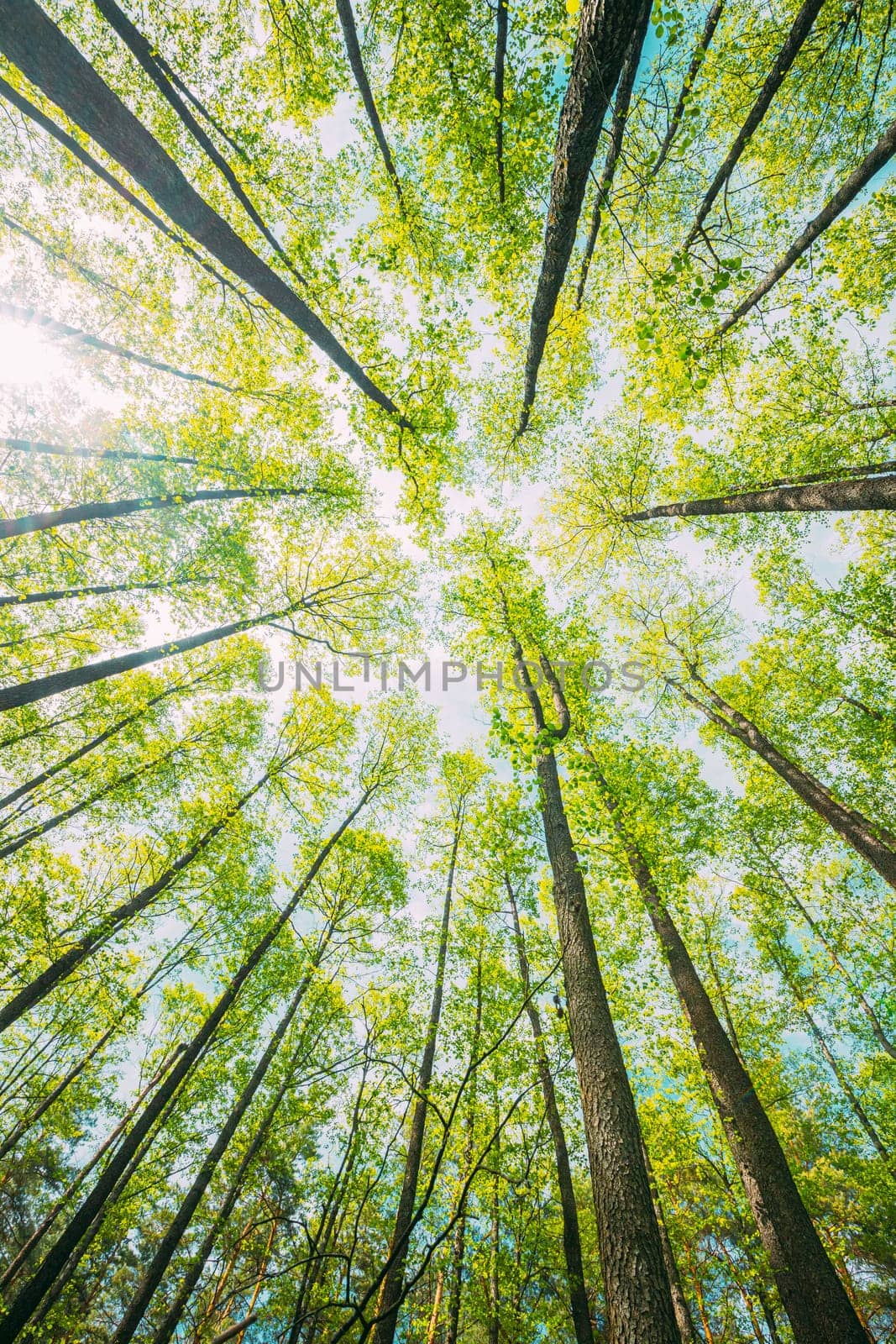 Looking Up In Beautiful Pine Deciduous Forest Trees Woods Canopy. Bottom View Wide Angle Background. Greenwood Forest. Trunks And Branches With Fresh Spring Lush.