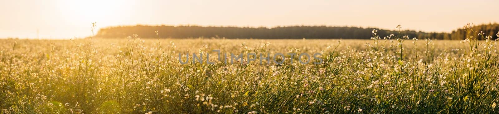 Fagopyrum Flowering plant in Summer Day. Green manure From Family Polygonaceae. Panorama.