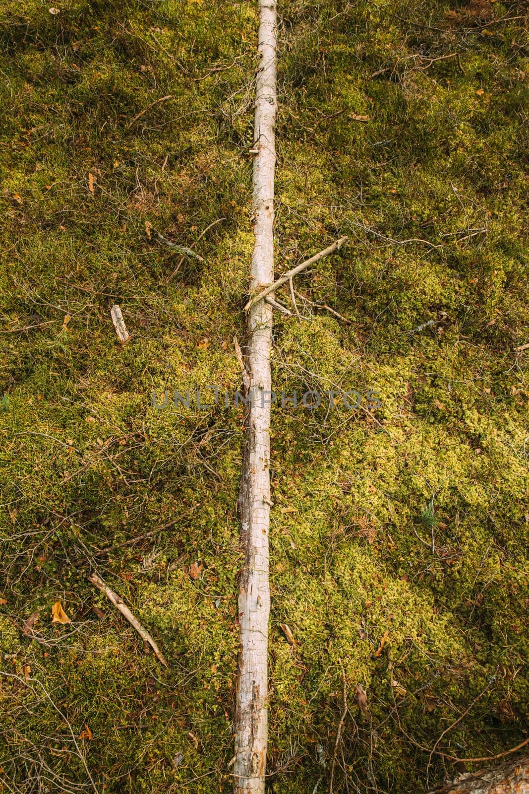Fallen Old Pine Tree Trunk. Windfall In Forest. Storm Damage. Fallen Tree In Coniferous Forest After Strong Hurricane Wind. Top View.