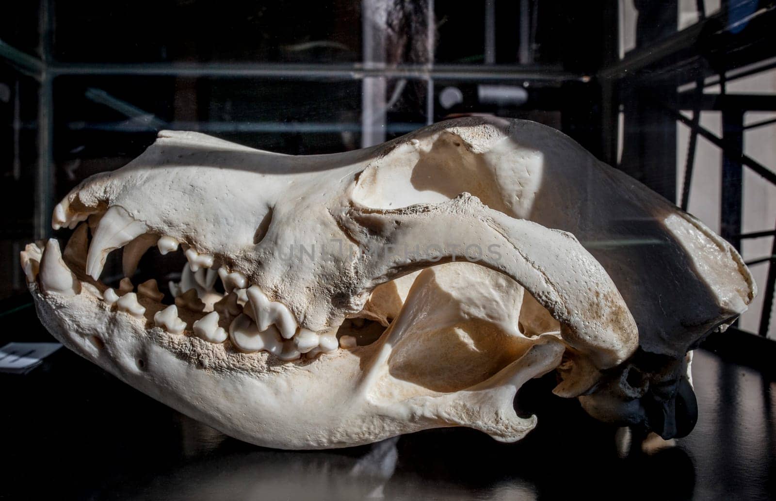 La Garganta, Spain - Nov 21th, 2020: Great Dane dog cranium, large sized dog breed originating from Germany