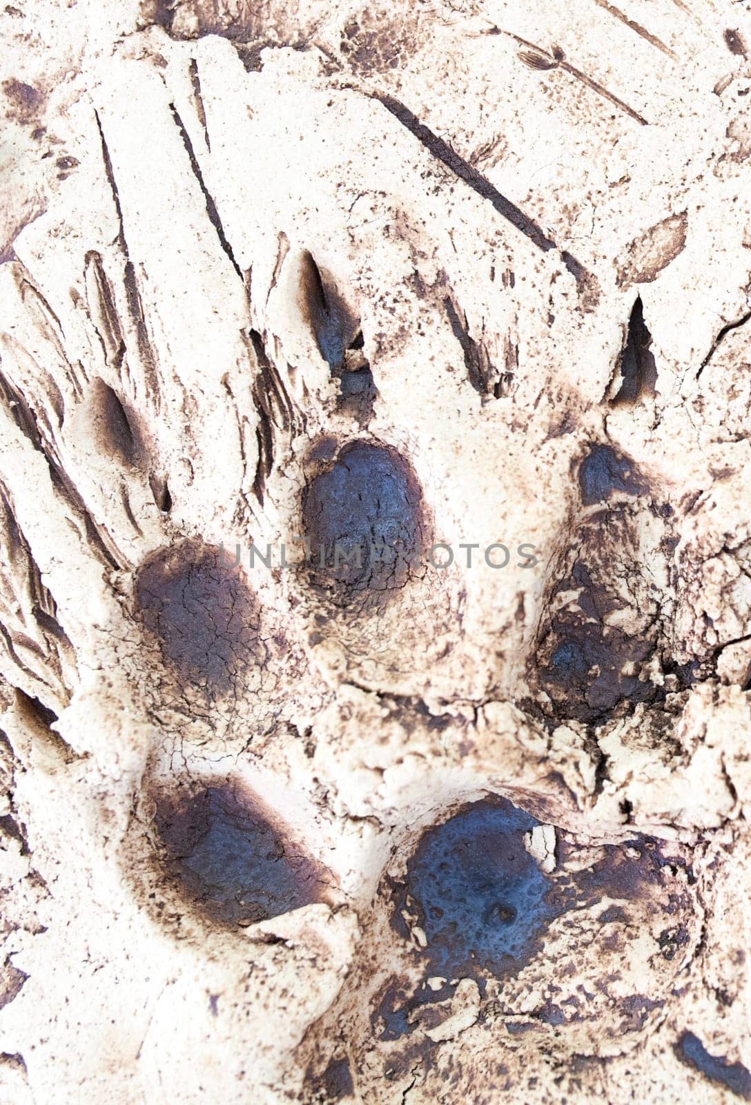 La Garganta, Spain - Nov 21th, 2020: Wolf trails printed over plaster slab. Iberian wolf visitors centre, La Garganta, Caceres, Extrenadura, Spain