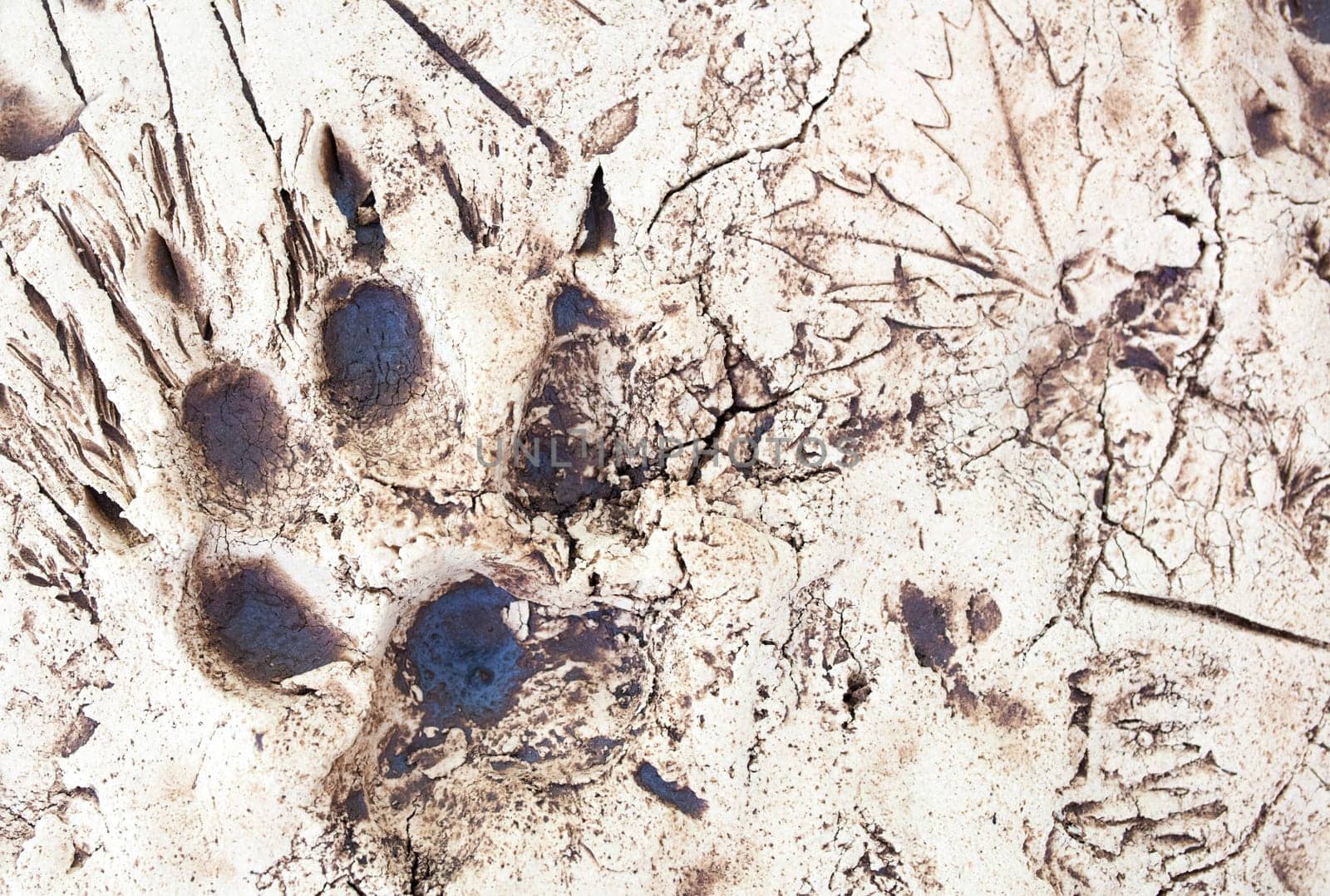 La Garganta, Spain - Nov 21th, 2020: Wolf trails printed over plaster slab. Iberian wolf visitors centre, La Garganta, Caceres, Extrenadura, Spain