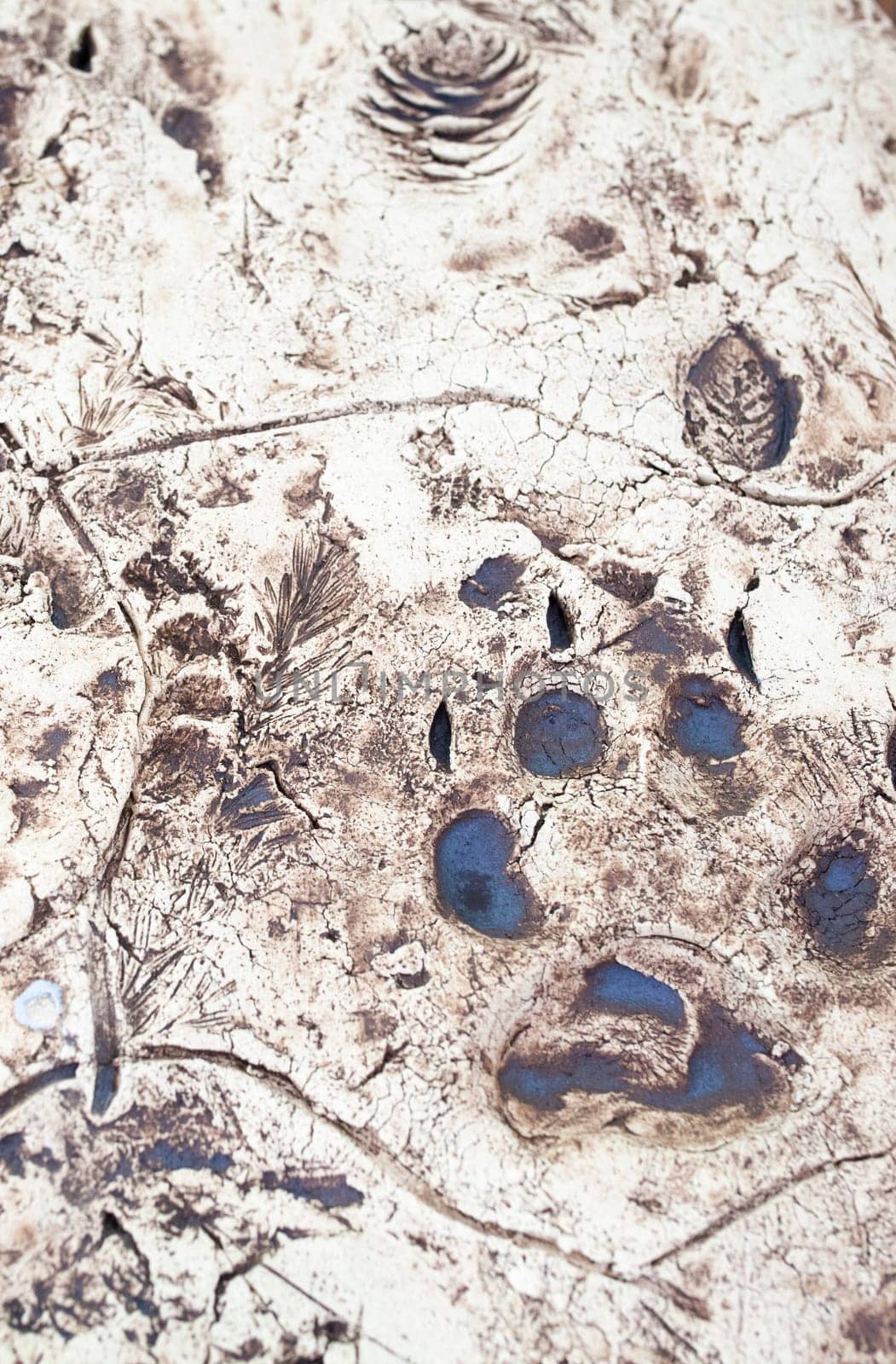 La Garganta, Spain - Nov 21th, 2020: Wolf trails printed over plaster slab. Iberian wolf visitors centre, La Garganta, Caceres, Extrenadura, Spain