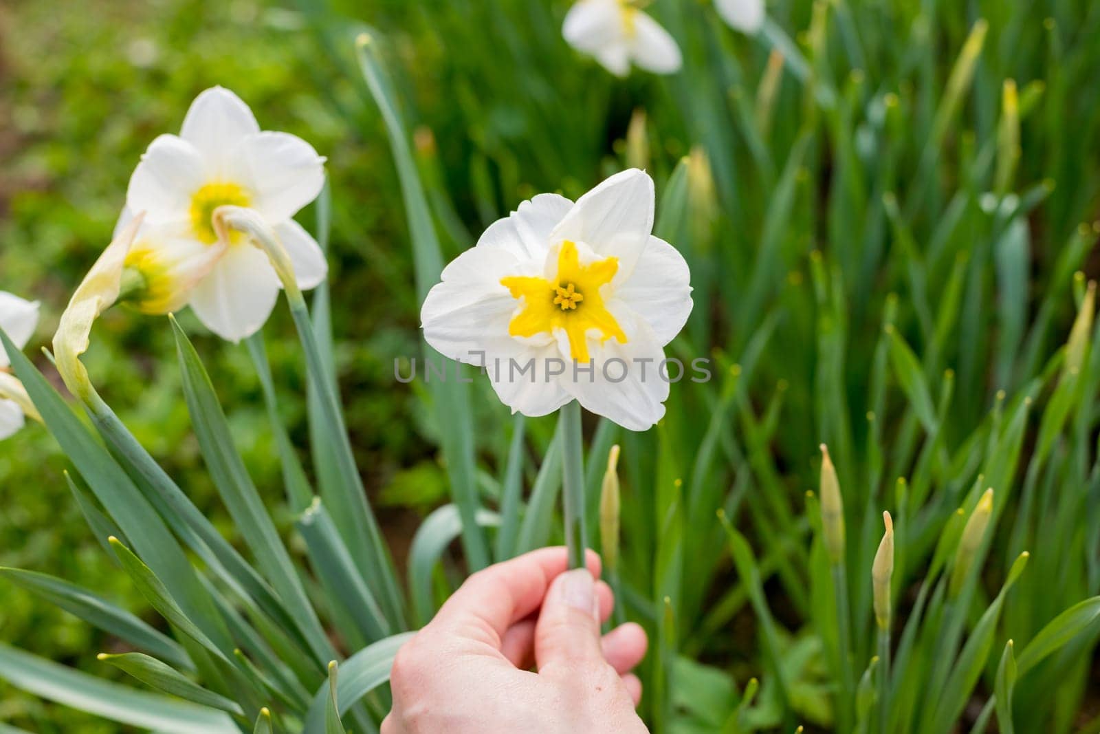 Yellow soft daffodil flower with green leaves in the park outdoor. Beautiful narcissus spring blossom under sunlight in the garden