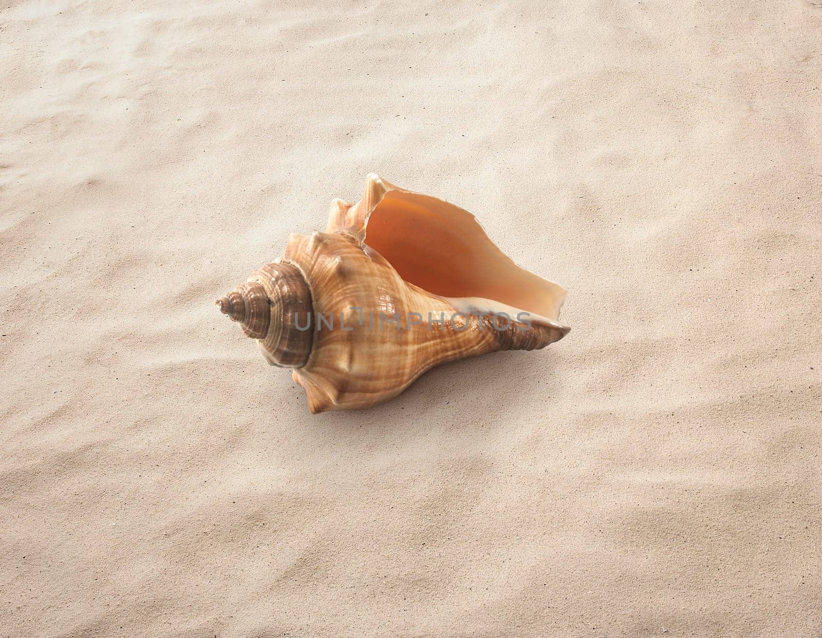 Empty seashell isolated on the sand, beach, sea