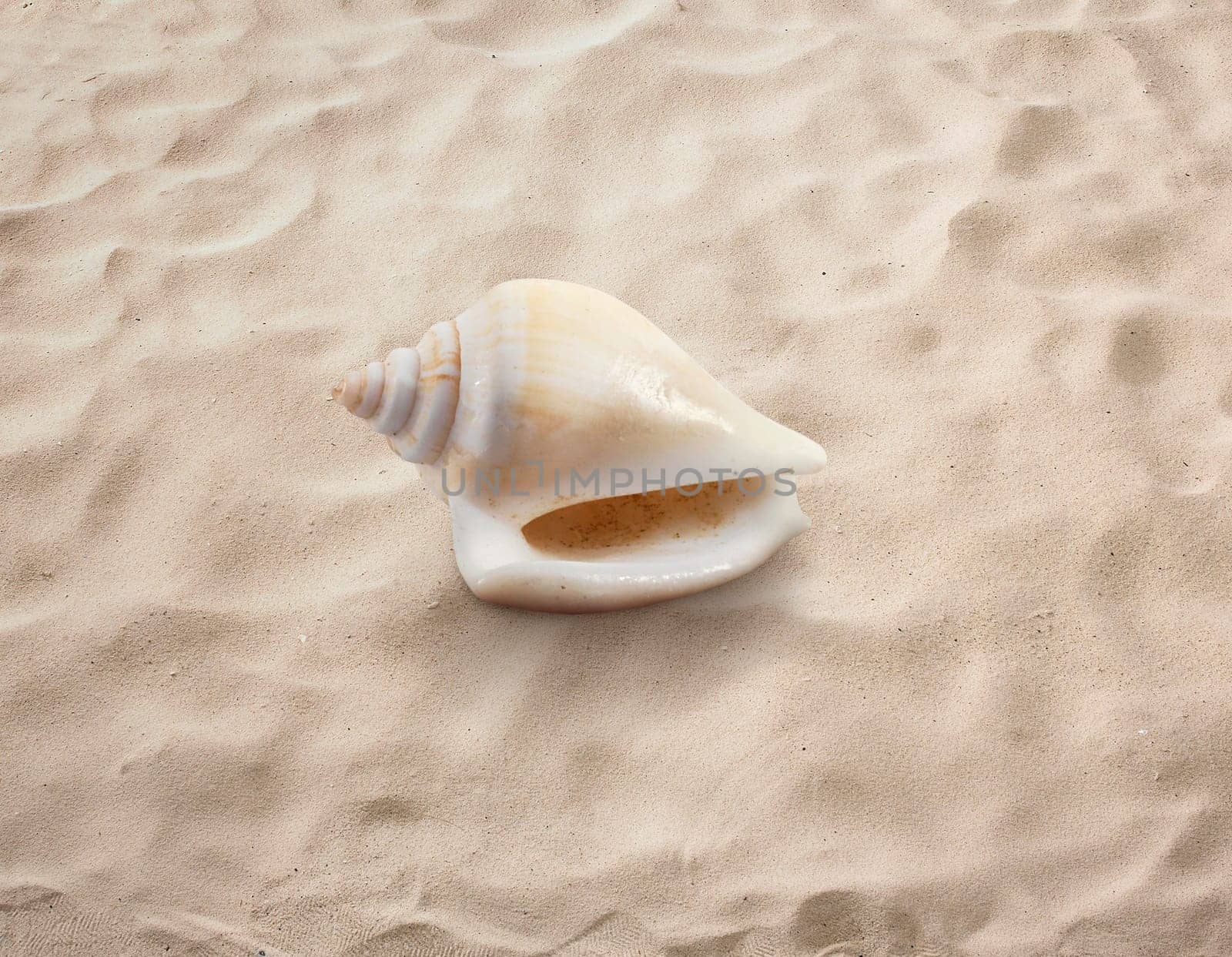 Empty seashell isolated on the sand, beach, sea
