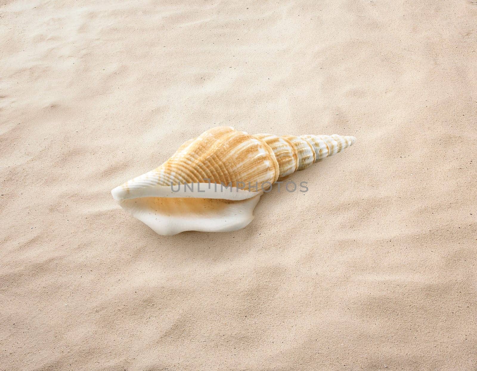Empty seashell isolated on the sand, beach, sea