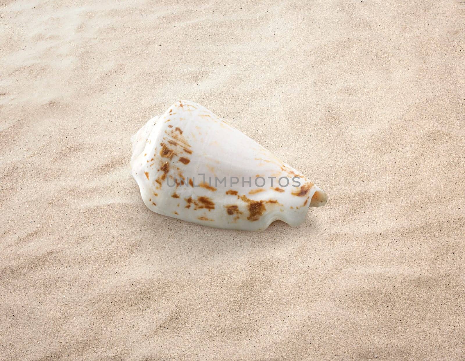 Empty seashell isolated on the sand, beach, sea