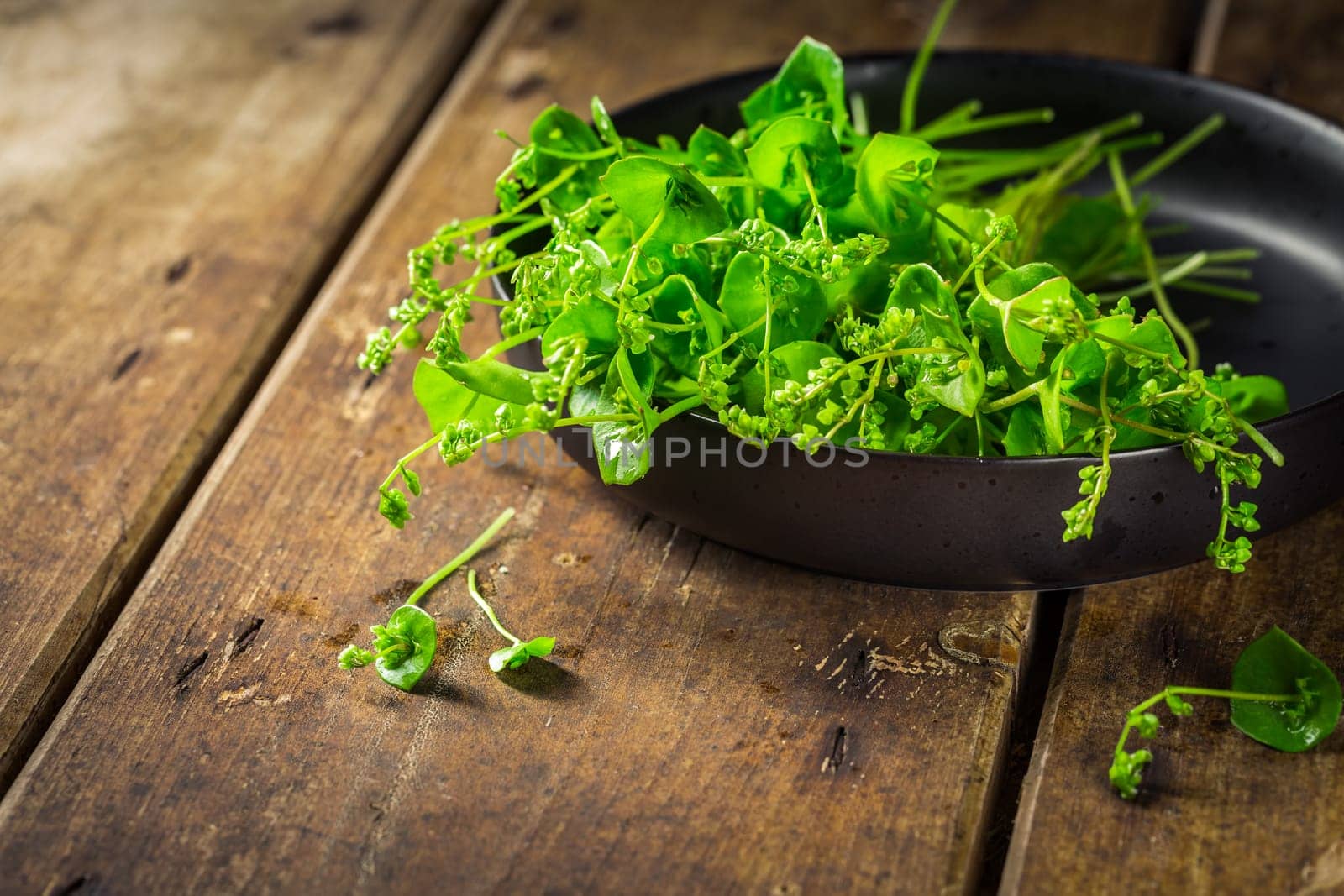 Miner's Lettuce, Winter Purslane (Claytonia perfoliata), very tasty vegetable, which can be grown even in winter thanks to frost resistance