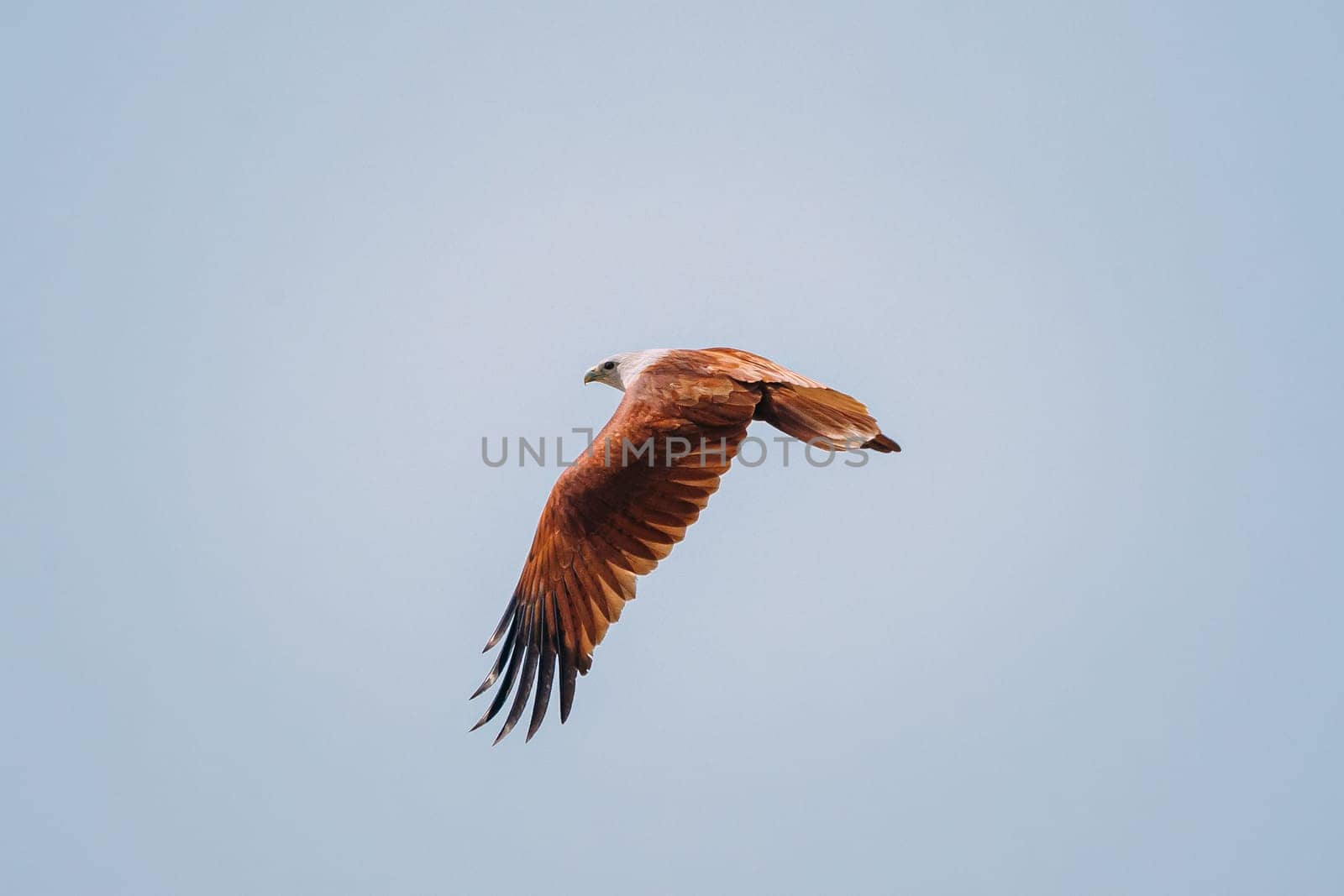 Goa, India. Brahminy Kite Flying In Blue Sky.