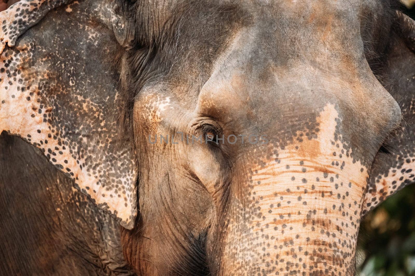 Goa, India. Close View Of Elephant Cow.