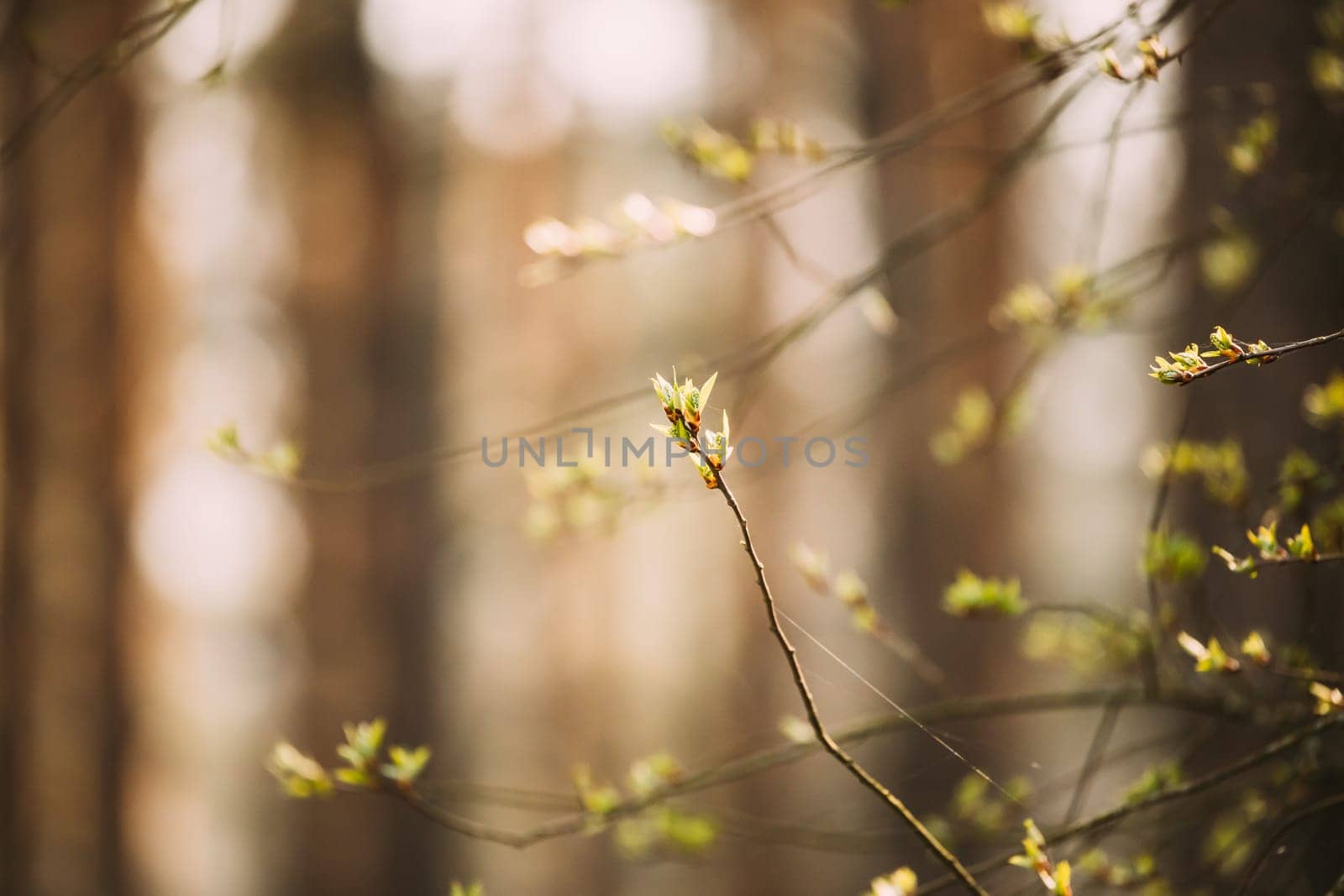 Young Spring Green Leaf Leaves Growing In Branch Of Forest Bush Plant Tree. Young Leaf On Boke Bokeh Natural Blur.