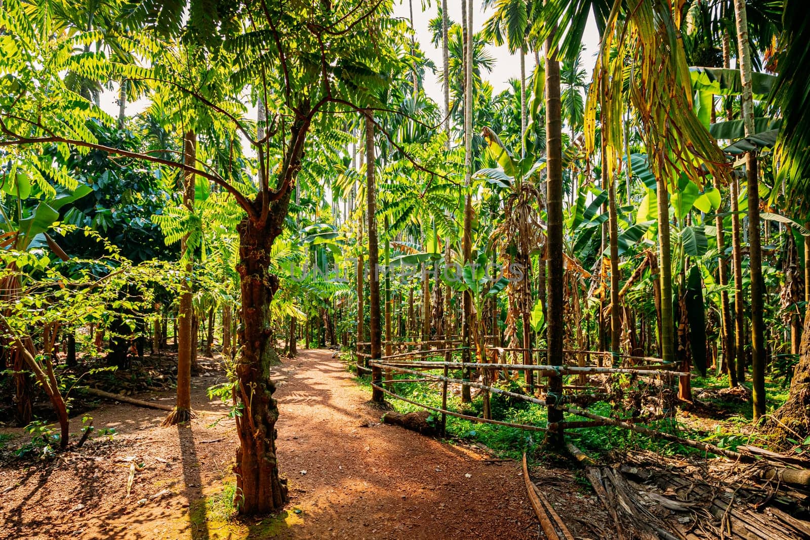 Goa, India. View Of Road Lane Path Way Surrounded By Tropical Green Vegetation And Bamboo Trees In Sunny Day. Park Landscape.