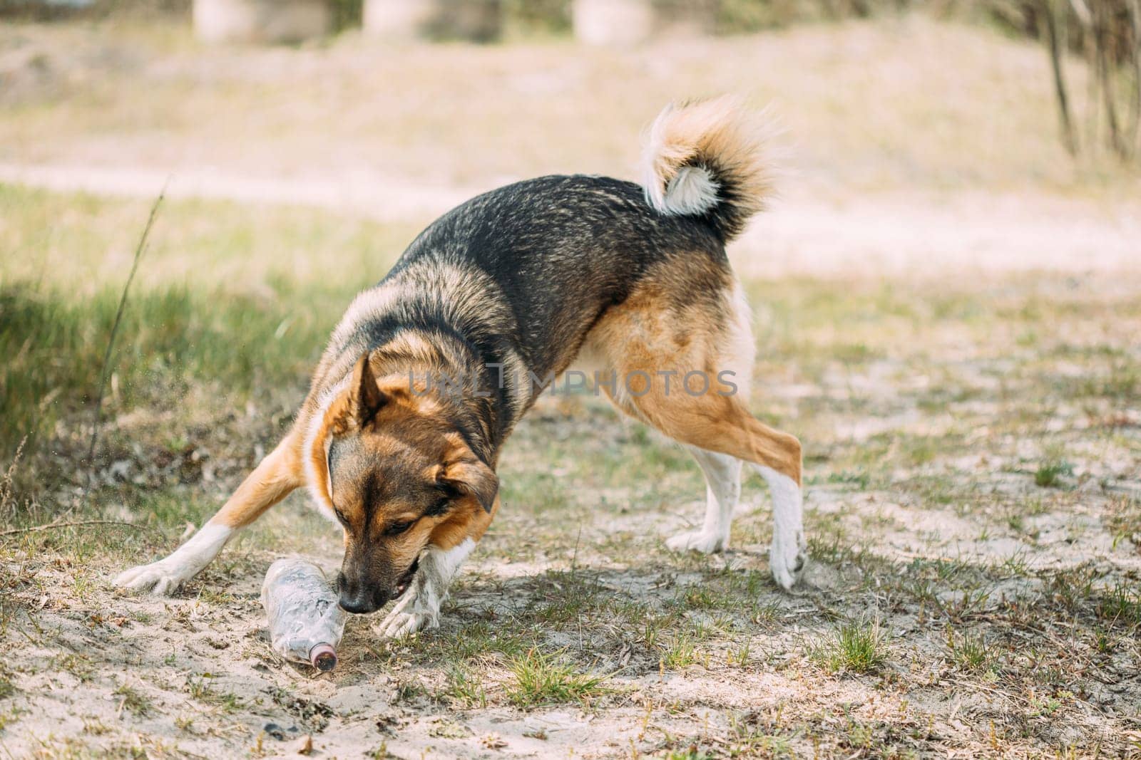 Mixed Breed Dog Playing With Plastic Bottle, Rubbish In Forest.