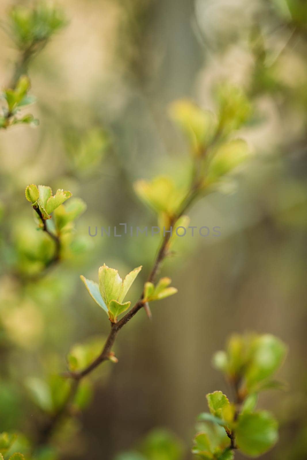 Young Spring Green Leaf Leaves Quince Growing In Branch Of Forest Bush Plant Tree. Young Leaf On Boke Bokeh Natural Blur. Cydonia Oblonga