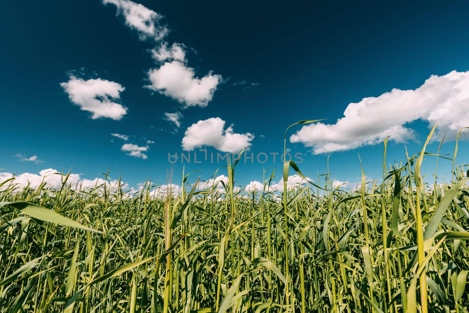 Countryside Rural Wheat Field Meadow Landscape In Summer Sunny Day. Scenic Sky With Clouds On Horizon.