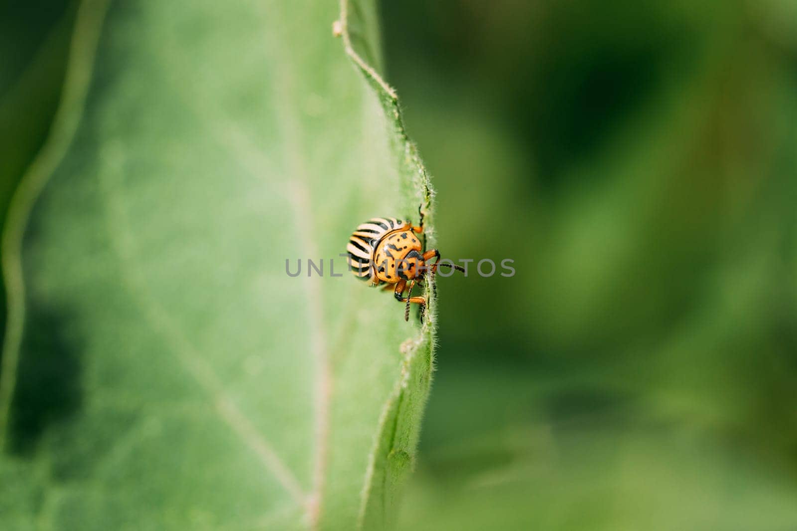 Colorado Striped Beetle - Leptinotarsa Decemlineata. This Beetle Is A Serious Pest Of Potatoes.