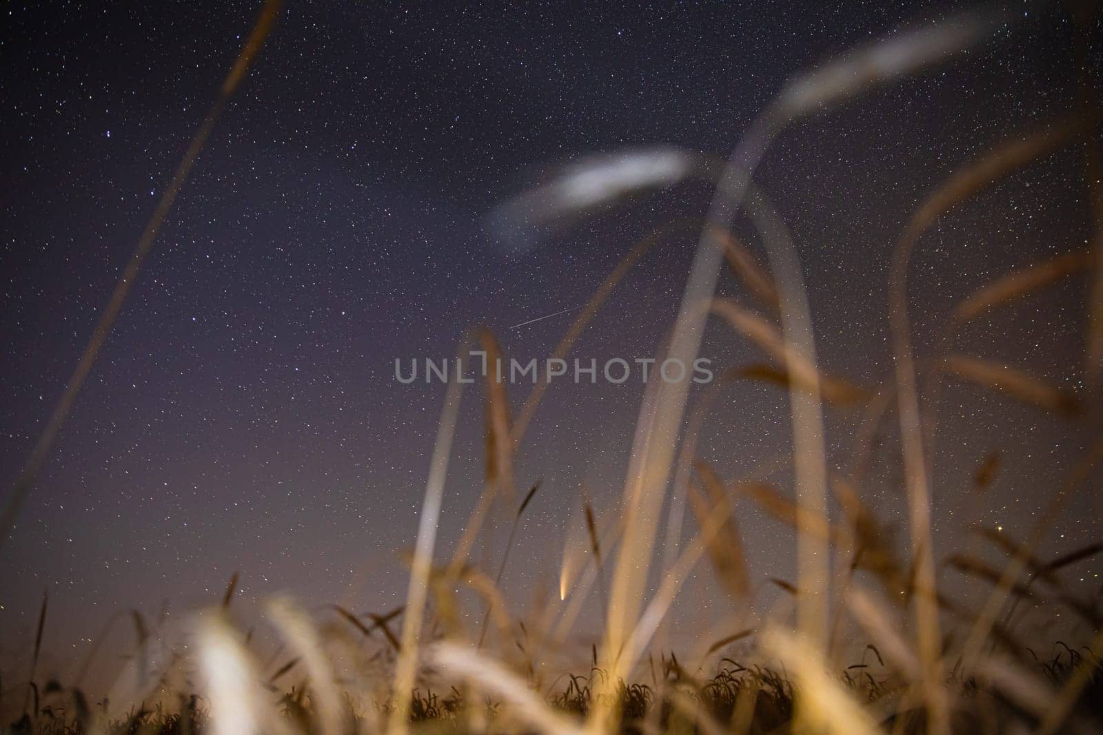 Belarus. 17 July 2020. Comet Neowise C/2020 F3 Shines Bright In The Night Starry Sky Above Young Wheat Field. Night Stars Above Summer Agricultural Field In July Month. Comet At A Distance Of 104 Million Kilometres.