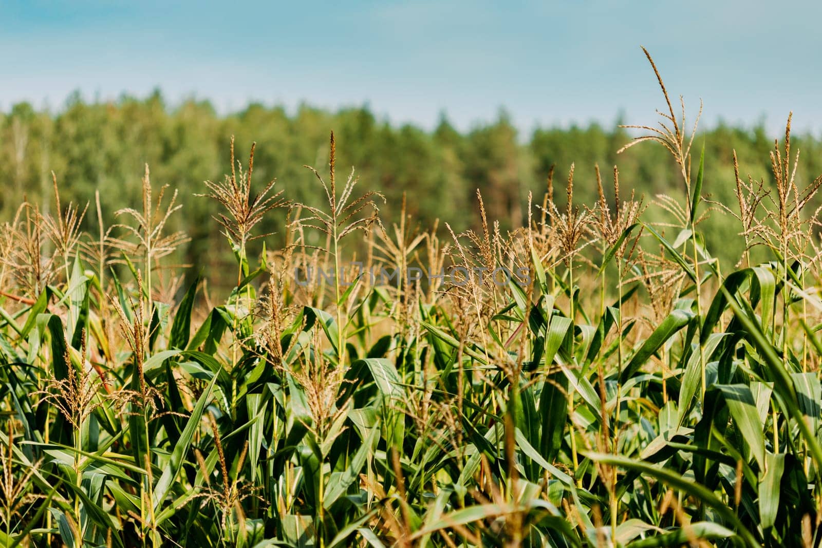 Rural Landscape Maize Field With Corn Sprouts. Young Green Cornfield Plantation. Agricultural Crop
