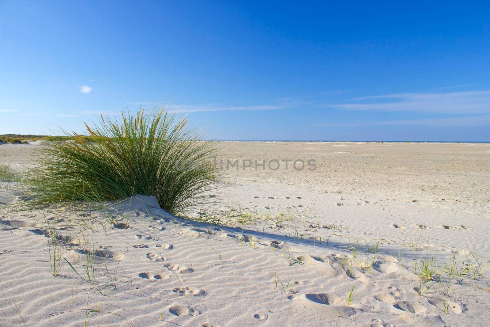 the dunes, Renesse, Zeeland, the Netherlands