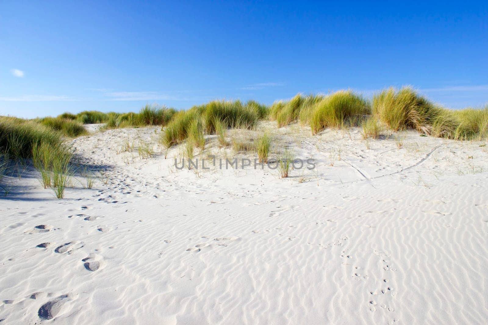 the dunes, Renesse, Zeeland, the Netherlands