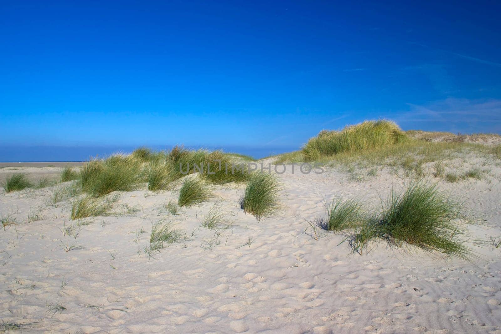 the dunes, Renesse, Zeeland, the Netherlands