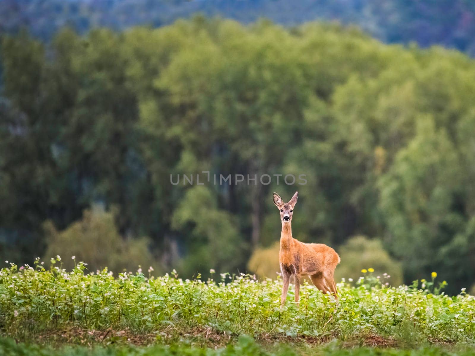 Roe-deer in the morning mist