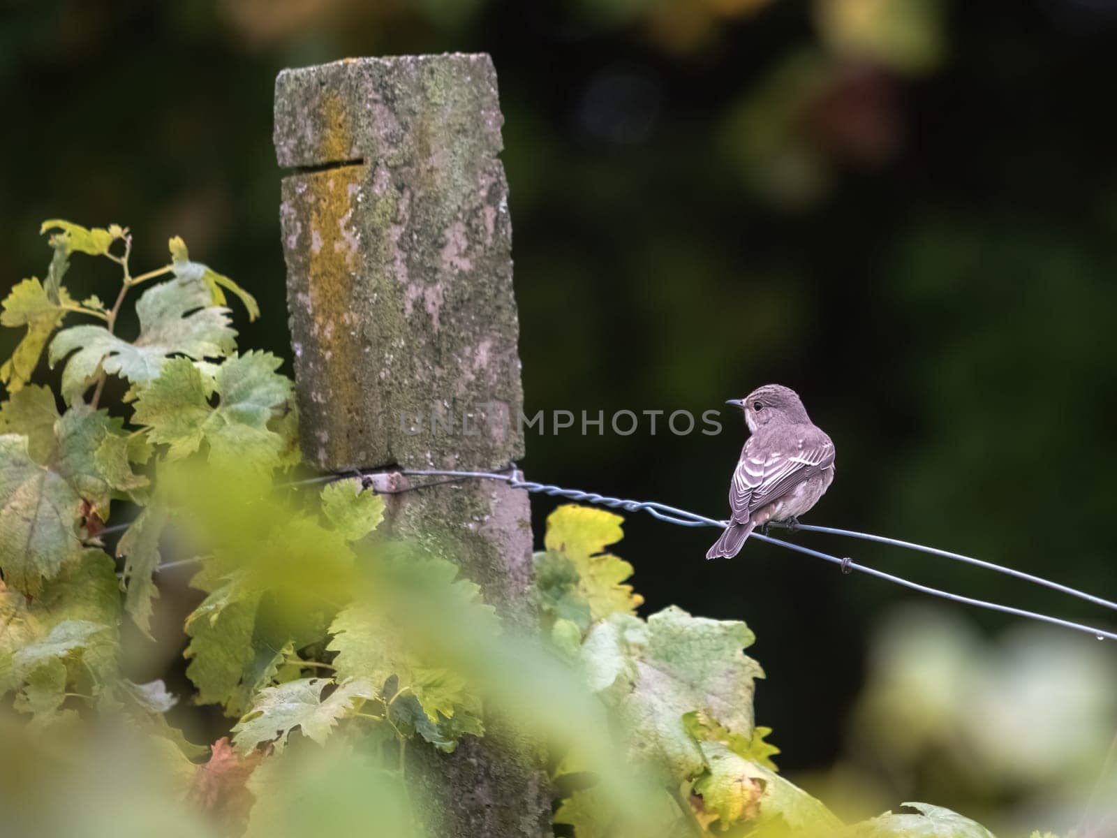 Spotted Flycatcher, Muscicapa striata