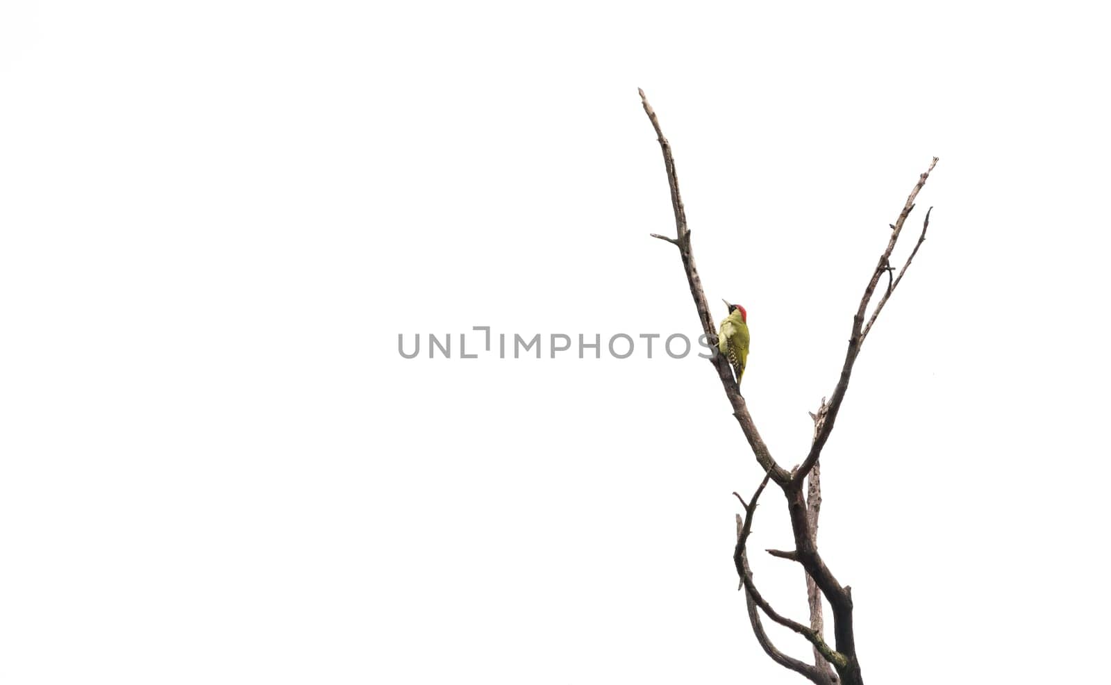 European Green Woodpecker