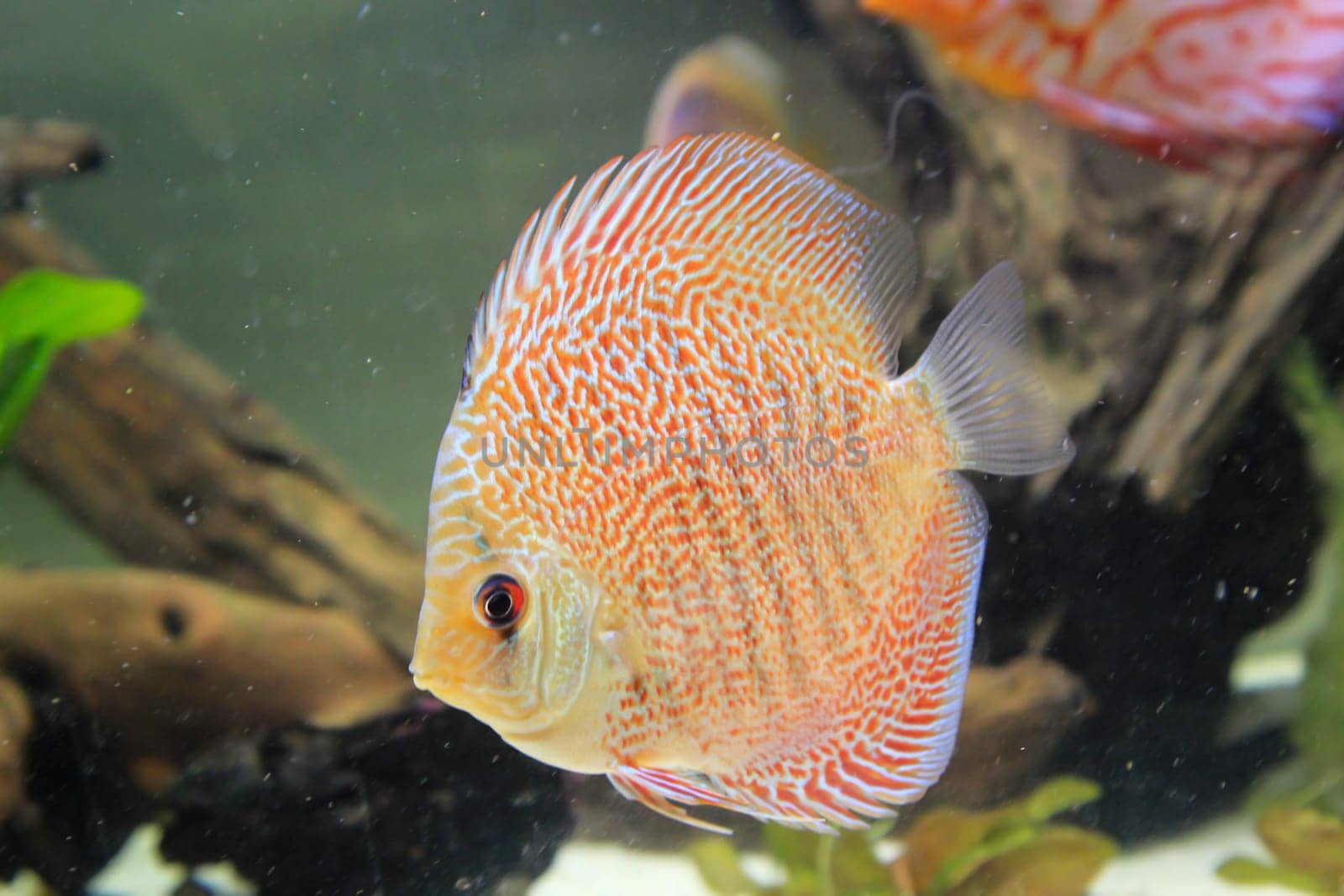 Portrait, close up of discus fish. Discus in aquarium.