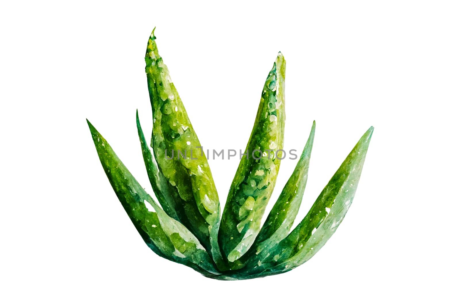 Aloe vera plant isolated on white background. Aloe vera is a succulent plant species of the genus Aloe. It is cultivated for agricultural and medicinal uses
