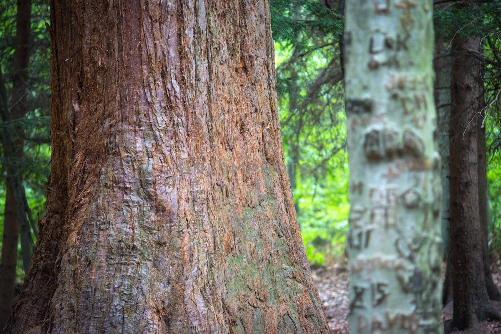 The textured bark of a sequoia tree in Burgenland