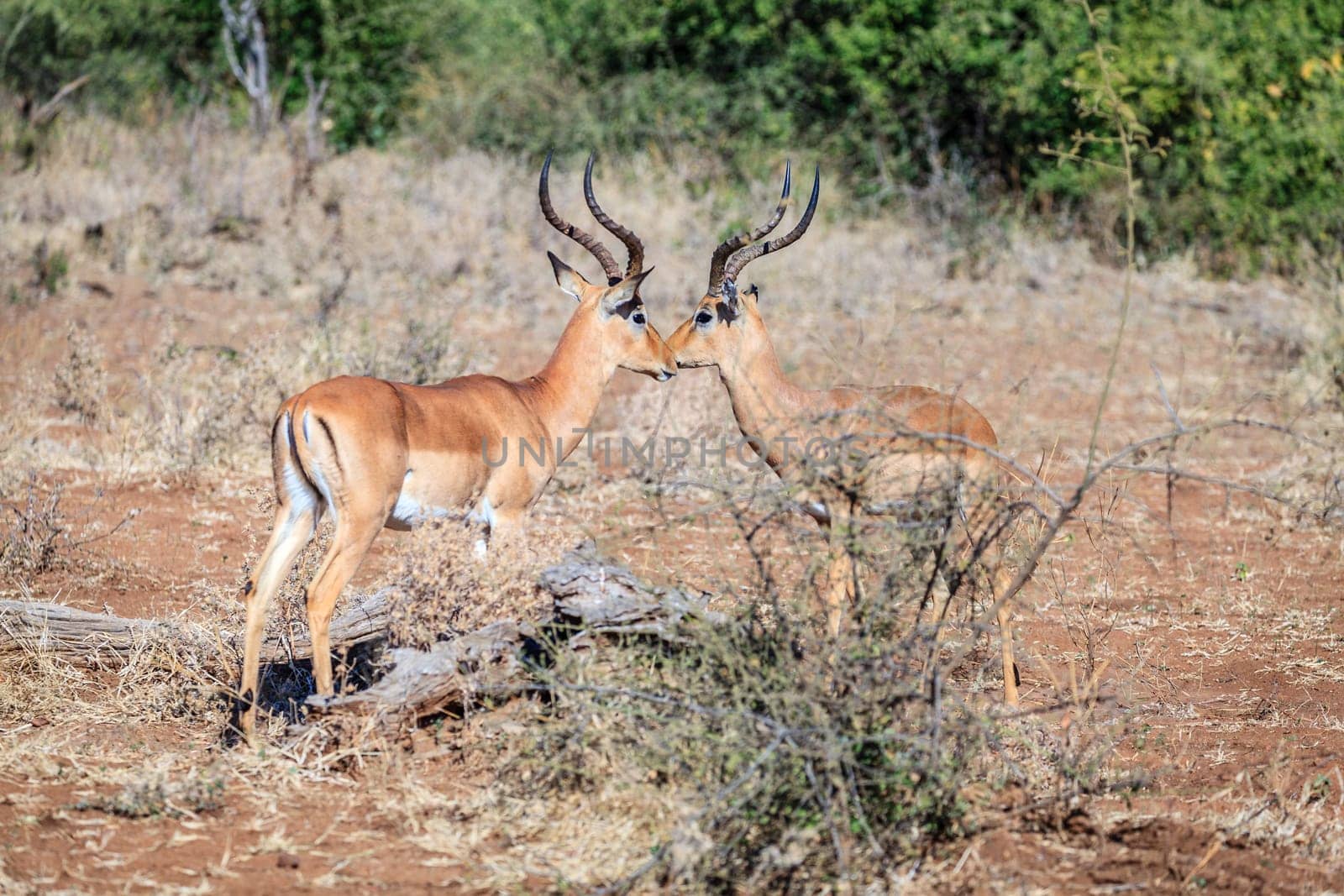 Impalas in the wilderness of Chobe National Park in Botswana