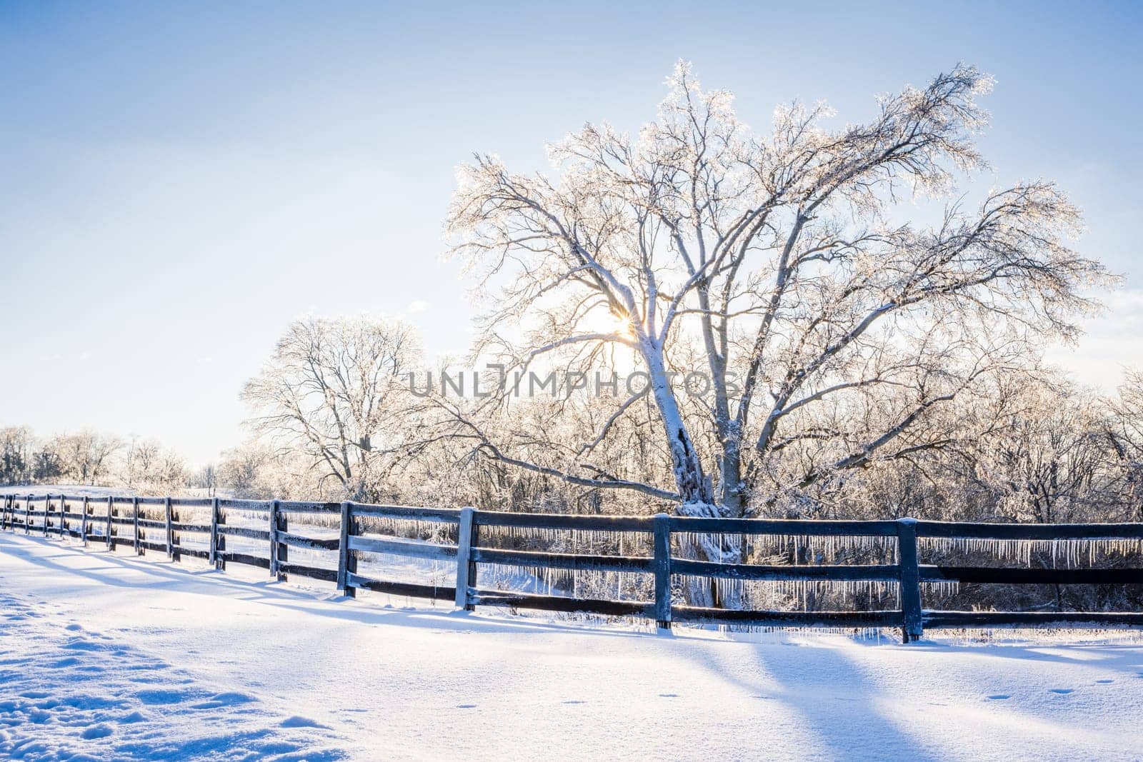 Ice and snow-covered tree and the fence on a farm in Central Kentucky