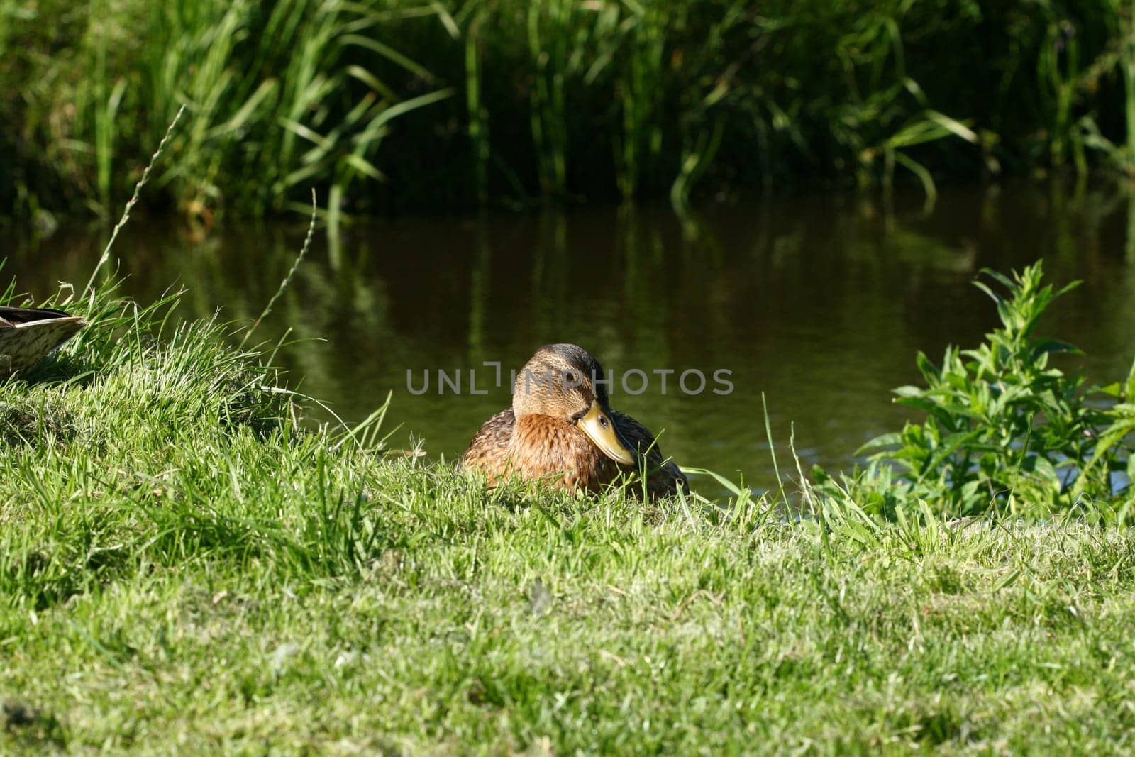 Duck the nature greens water a pond a bird