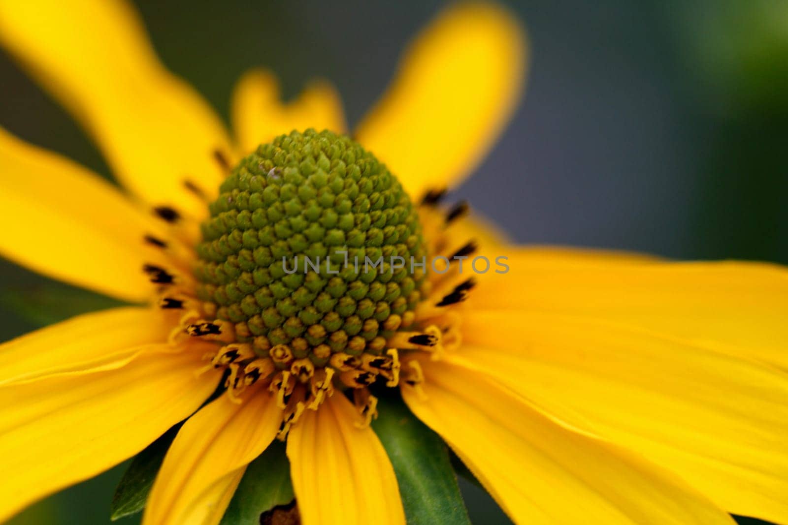 Very beautiful flowers of a camomile of a lily a card