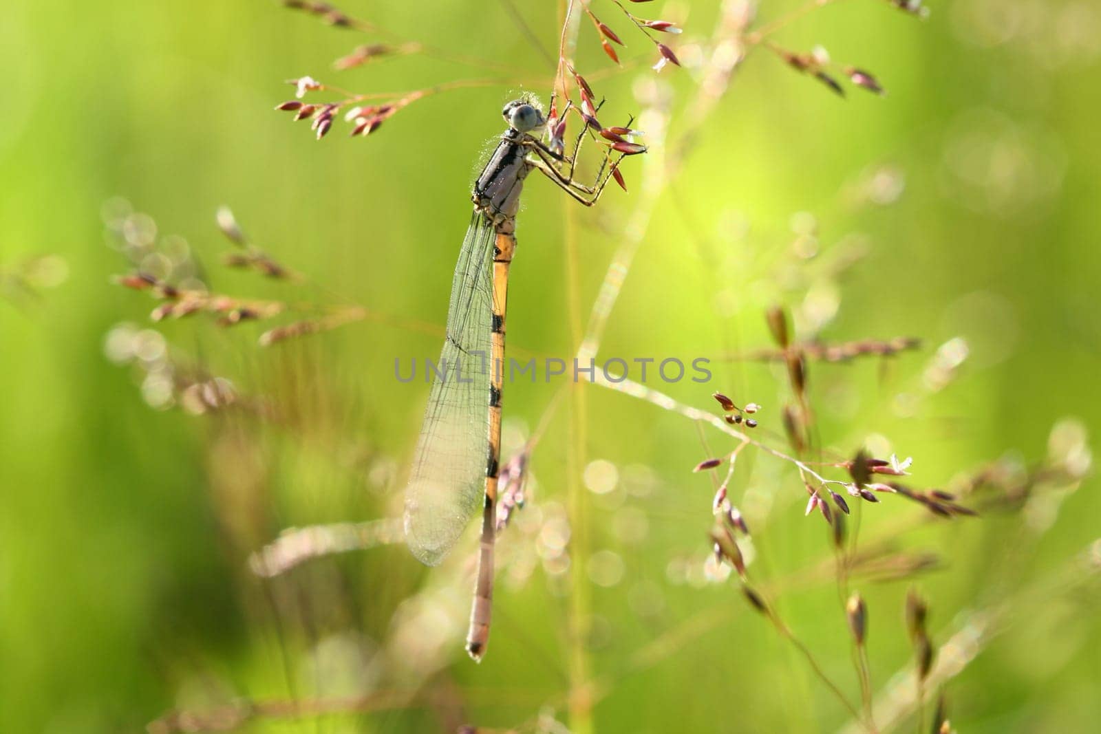 The beautiful dragonfly sits in a grass and dries wings