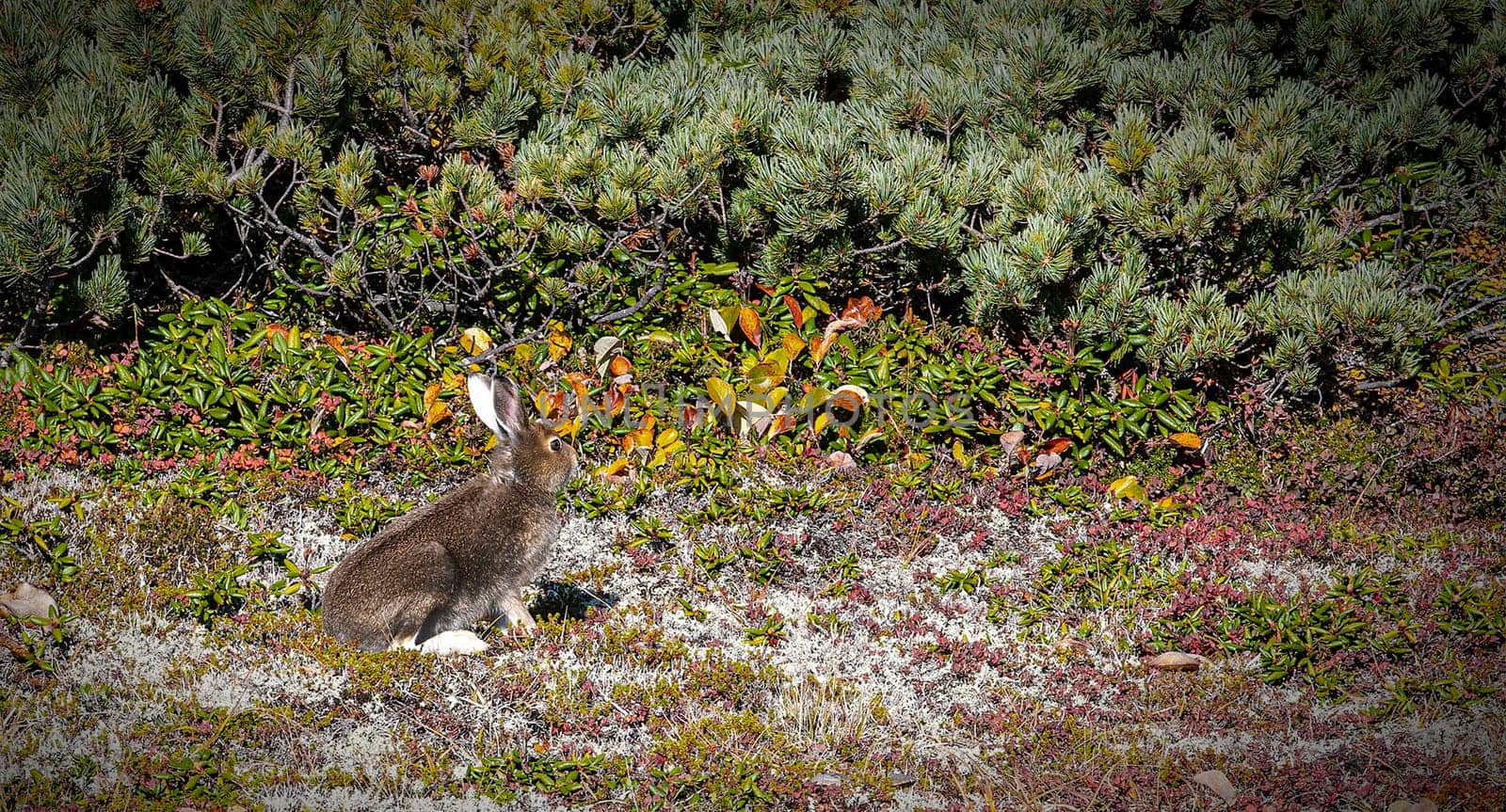 The wild hare in the mountains of the Kamchatka Peninsula in the reindeer moss and cedar bushes