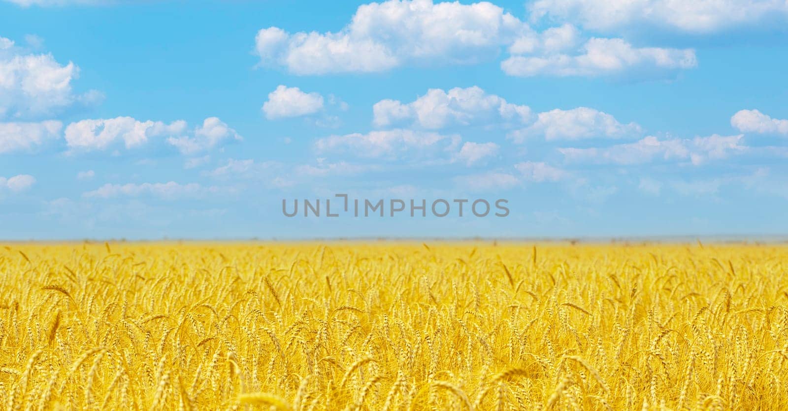 The Yellow agriculture field with ripe wheat and blue sky with clouds