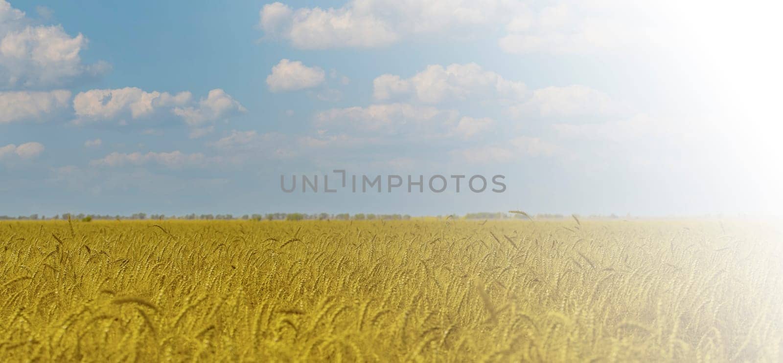 The Yellow agriculture field with ripe wheat and blue sky with clouds